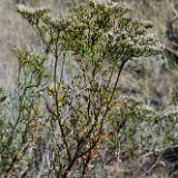 Slender buckwheat