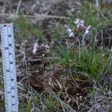 Slender prairie star (2)