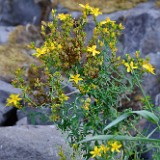 St. John's wort