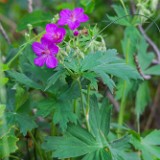 Sticky purple geranium