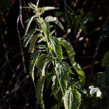 Stinging nettle