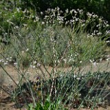 Tall wooly buckwheat