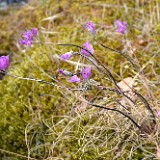 Taper-tip-onion Allium-acuminatum 2