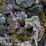 Taper-tip-onion Allium-acuminatum 3