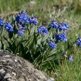 Trumpet bluebells