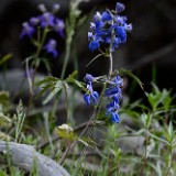 Upland larkspur (2)