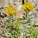 Western Canada goldenrod