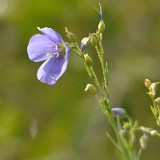 Western blue flax