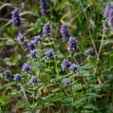 Western giant-hyssop (2)