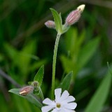 White campion