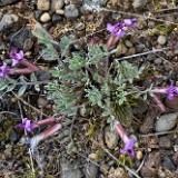 Woollypod milk-vetch