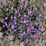 Woollypod milkvetch (2)