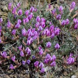 Woollypod milkvetch