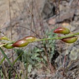 Yakima Milkvetch4