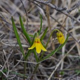 Yellow fritillary - Fritillaria pudica1