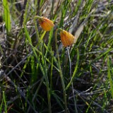 Yellow fritillary - Fritillaria pudica2