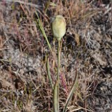 Yellow fritillary - Fritillaria pudica4