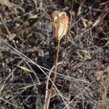 Yellow fritillary - Fritillaria pudica5