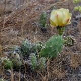 brittle prickly-pear (2)