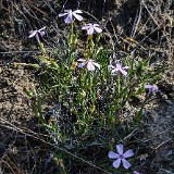 long-leaf phlox - Phlox longifolia