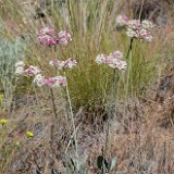 strict buckwheat Eriogonum strictum var. proliferum1