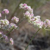 strict buckwheat Eriogonum strictum var. proliferum2