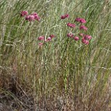 strict buckwheat Eriogonum strictum var. proliferum3