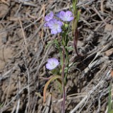 thread-leaf phacelia -  Phacelia linearis (2)