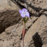 thread-leaf phacelia -  Phacelia linearis