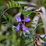 wild pea (Lathyrus)