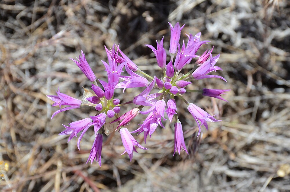 Allium-acuminatum Taper-tip-onion 5