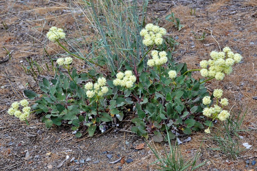 Arrowleaf buckwheat