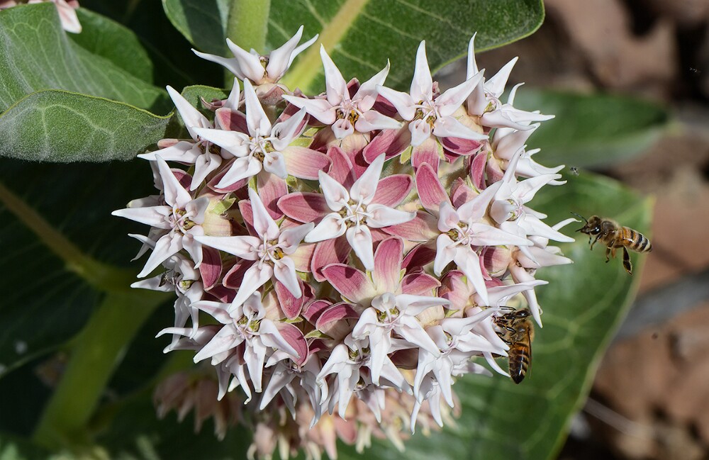 Asclepias speciosa-Showy Milkweed-2