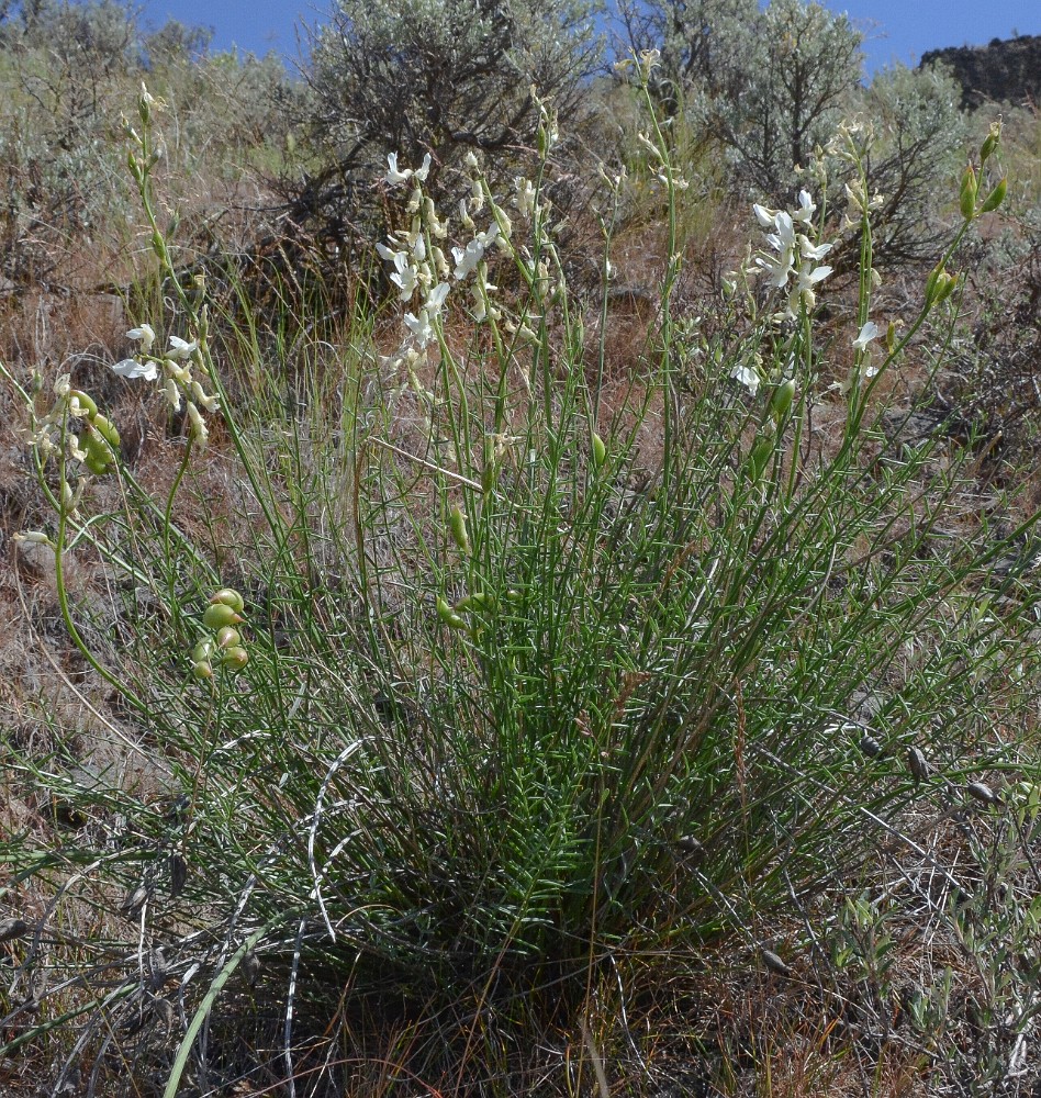 Astragalus reventiformis - Yakima milk-vetch2