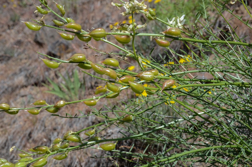 Astragalus reventiformis - Yakima milk-vetch3