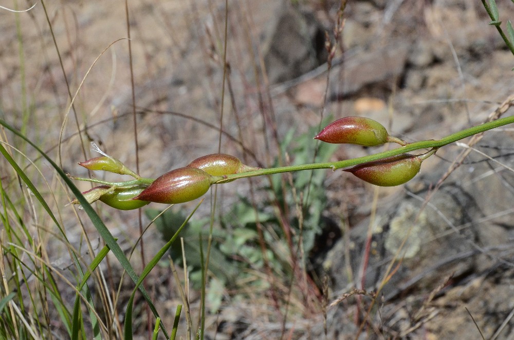 Astragalus reventiformis - Yakima milk-vetch4