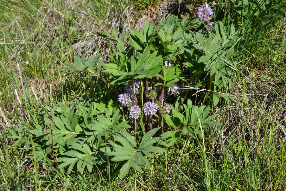 Ballhead waterleaf