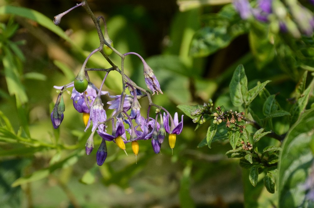 Bittersweet nightshade - Solanum dulcamara