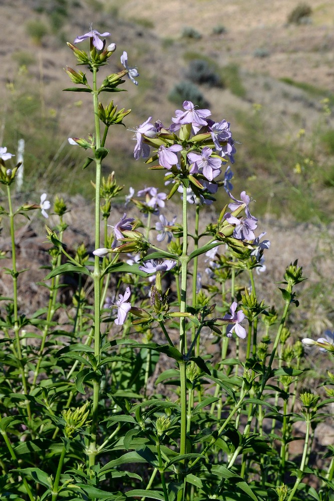 Bouncing bet - Saponaria officinalis