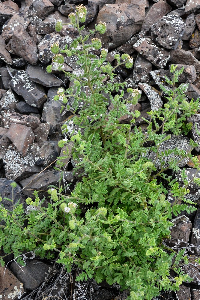 Branching phacelia (2)