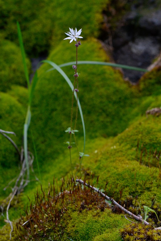 Bulbous woodlandstar - Lithophragma glabrum (2)