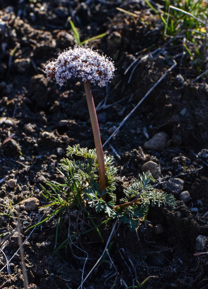 Canby's desert-parsley (2)