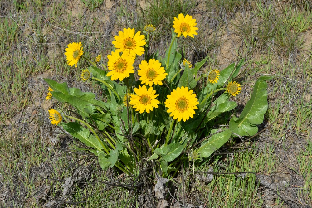 Carey's balsamroot (5)