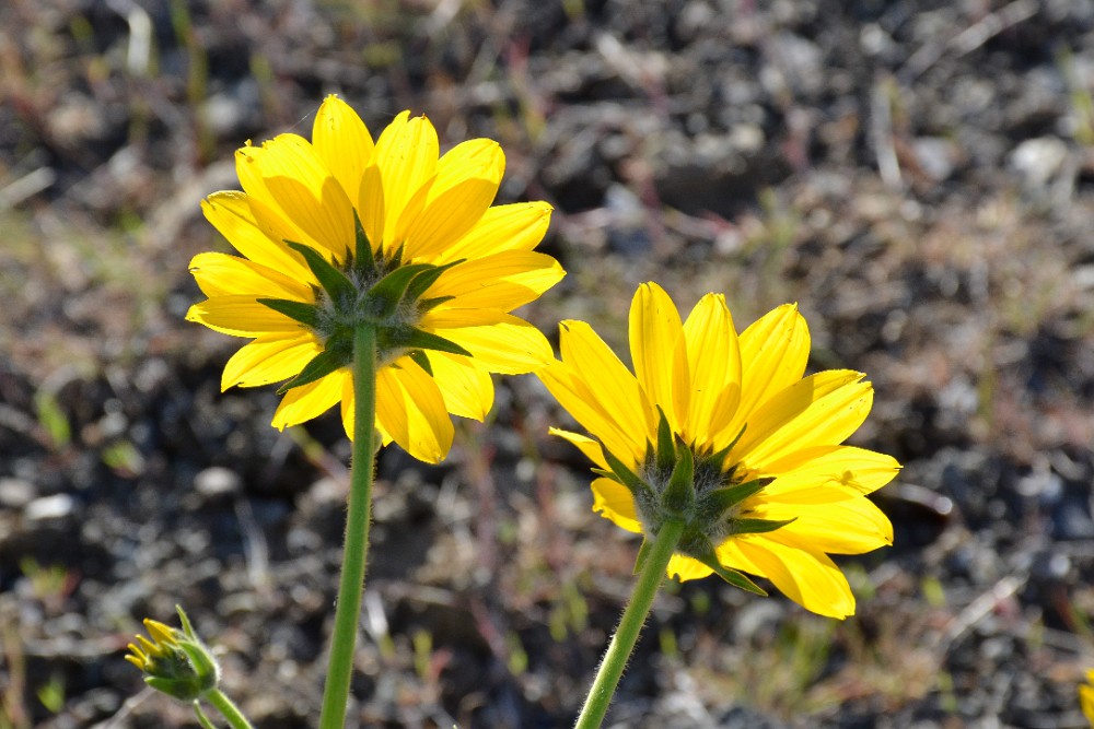 Carey's balsamroot