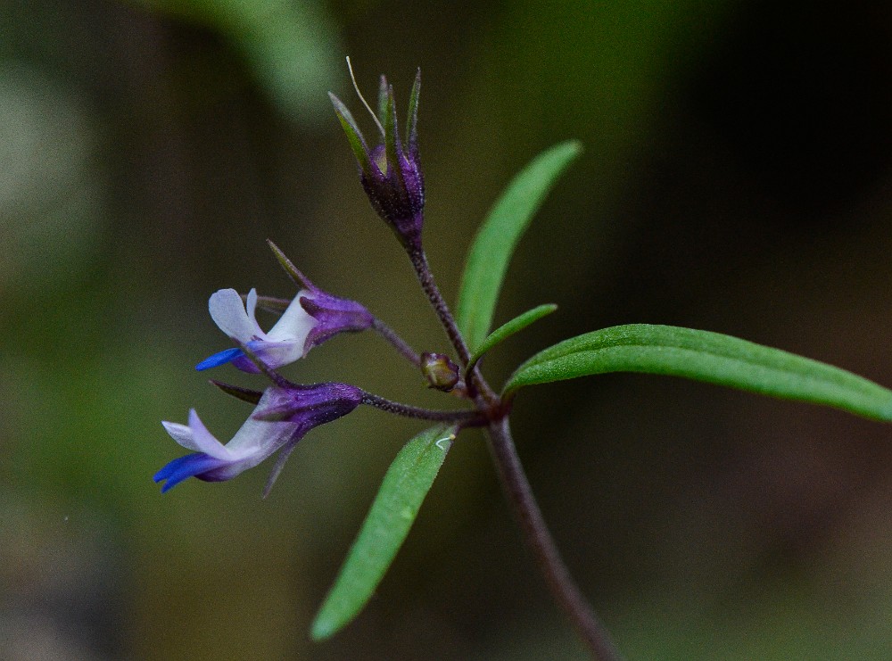 Collinsia parviflora - Small-flowered blue-eyed Mary