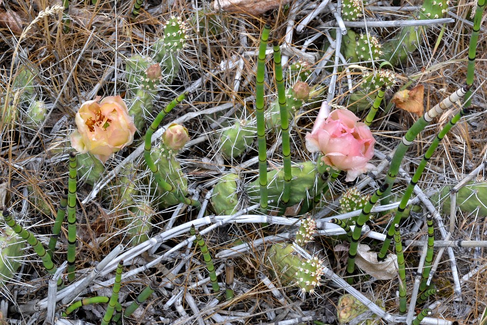 Columbia prickly-pear