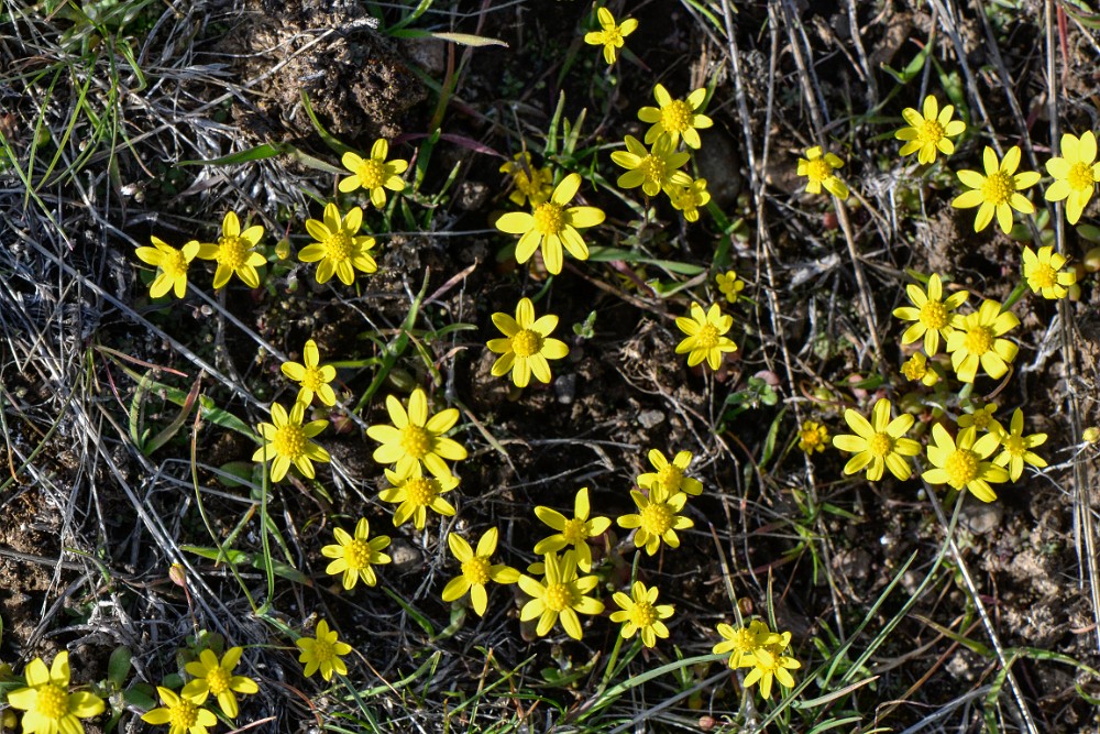 Common spring-gold