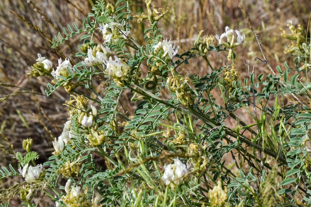 Curve-pod milk-vetch