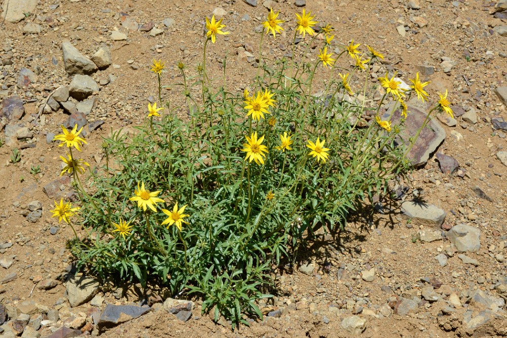 Cusick's sunflower-Douglas' Sunflower (2)