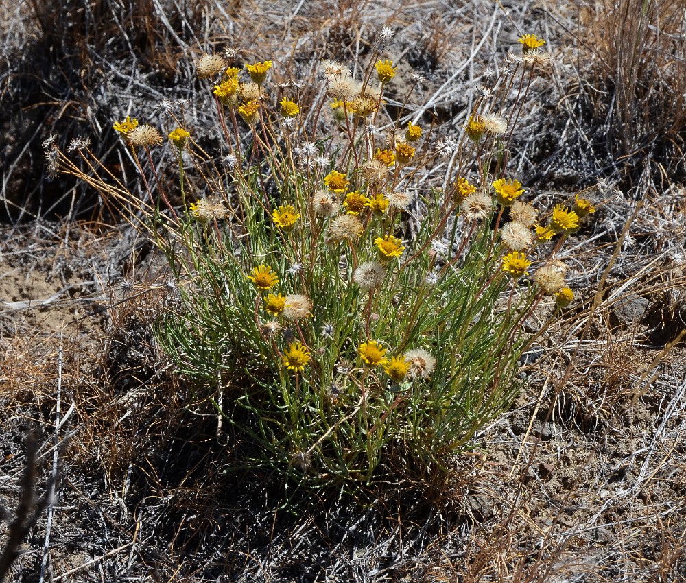 Desert yellow daisy - Erigeron linearis (6)